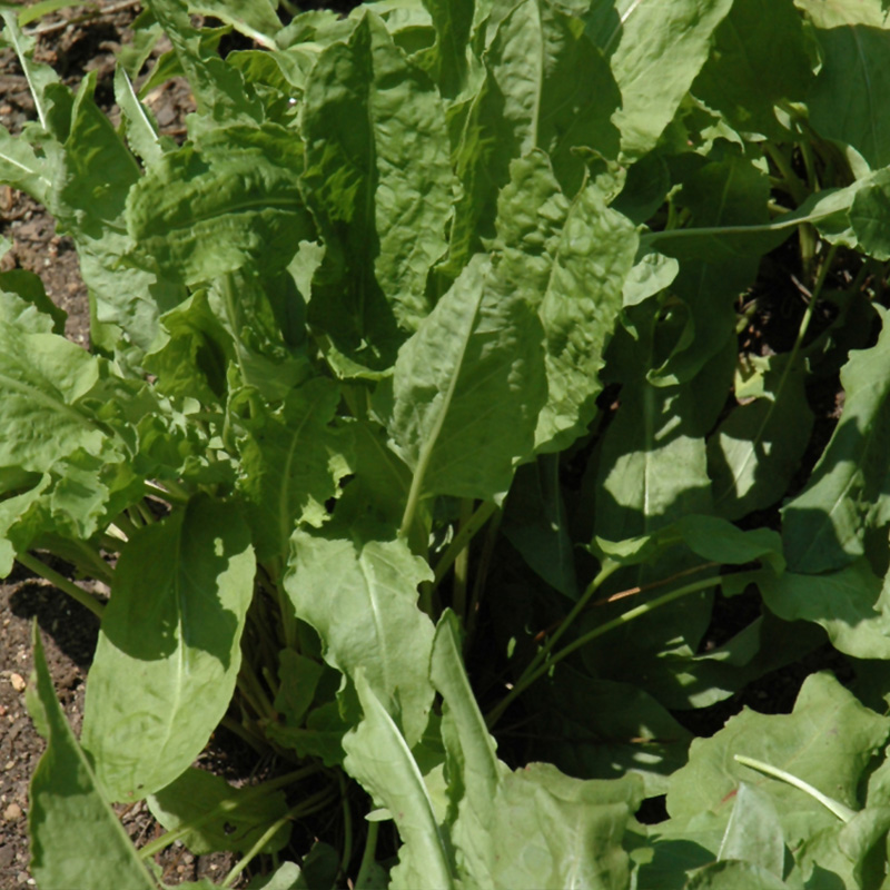 HERB SORREL FRENCH 4"