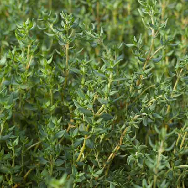HERB THYME FRENCH 4"