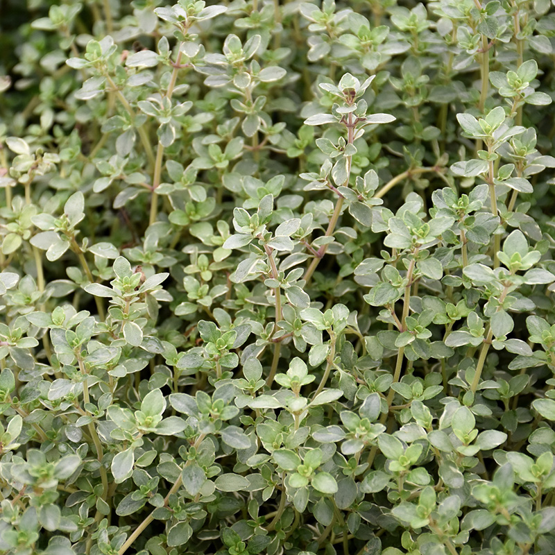 HERB THYME SILVER EDGE 4"