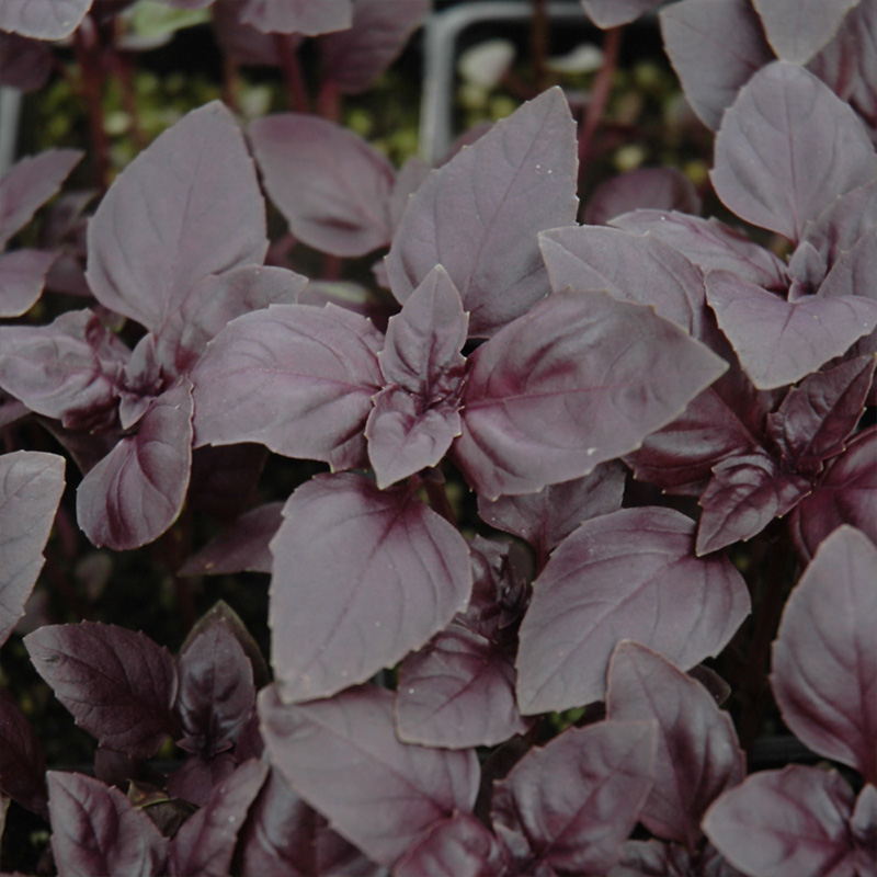 HERB BASIL RED RUBIN 4"