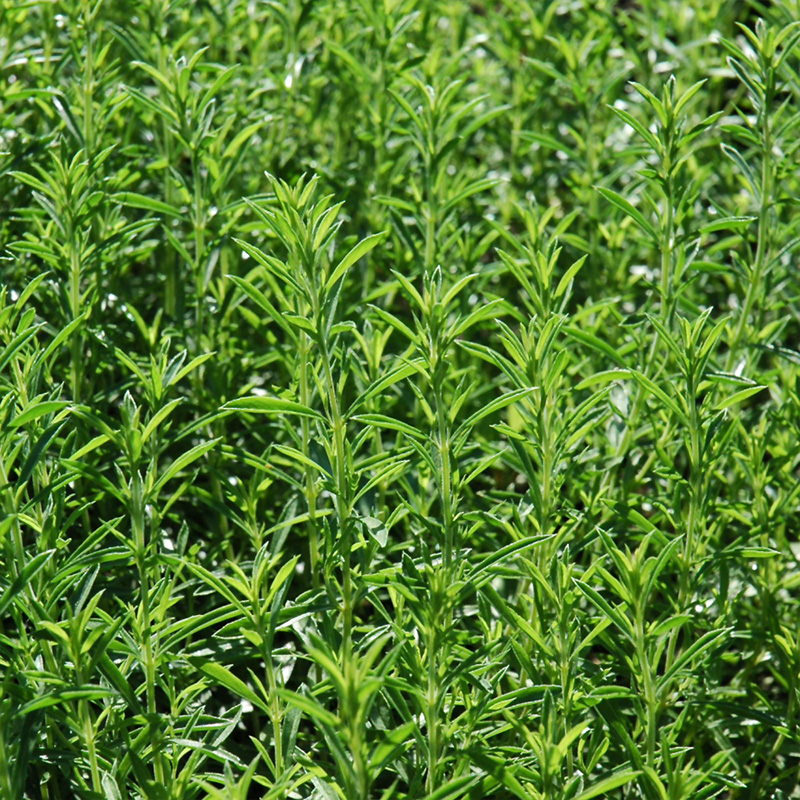 HERB SAVORY WINTER 4"