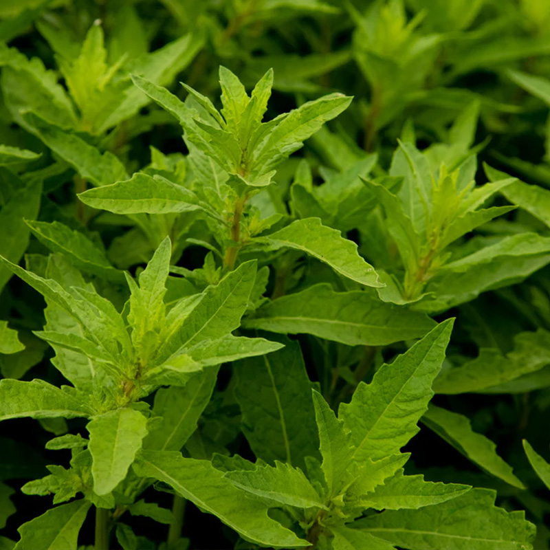 HERB EPAZOTE MEXICAN TEA 4"