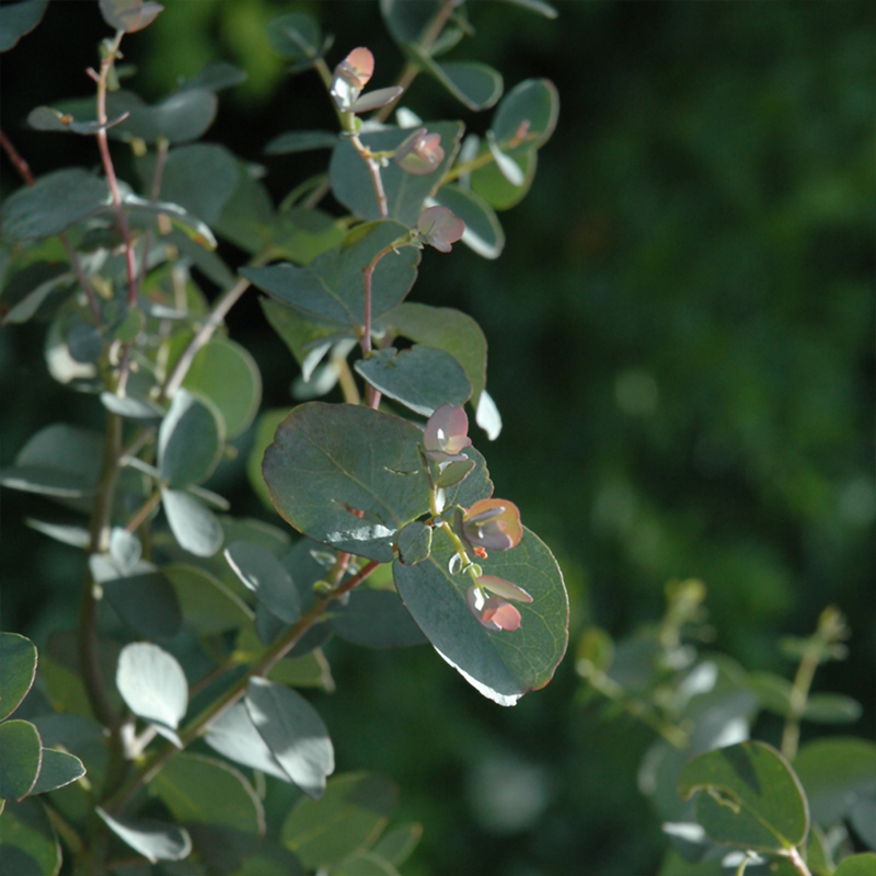 HERB EUCALYPTUS SILVER DROP 1G