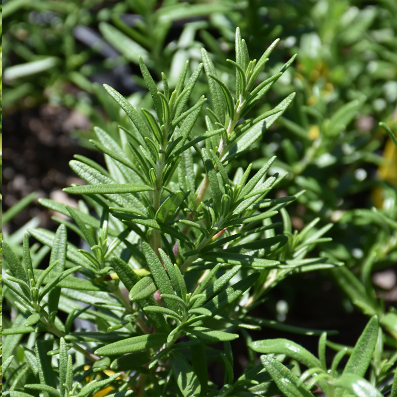HERB ROSEMARY SPICE ISLAND 4"