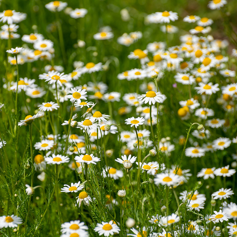 HERB CHAMOMILE ROMAN 4"