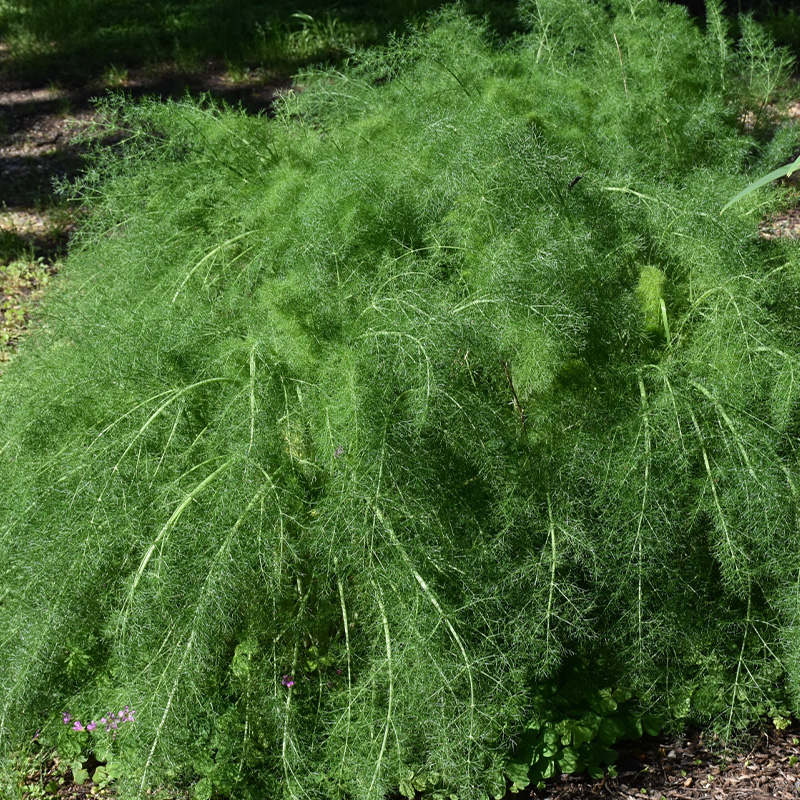 HERB FENNEL NON BULBING 4"