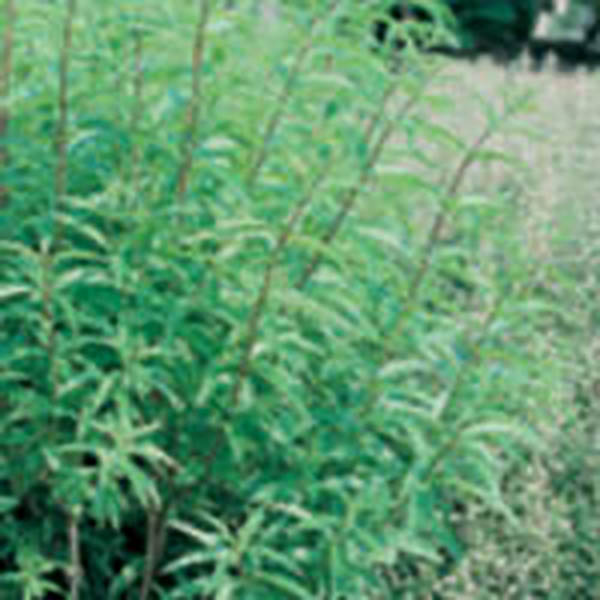 HERB 'SHISHO' 3.5"