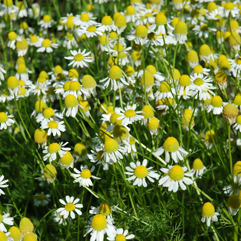 HERB CHAMOMILE GERMAN 4"