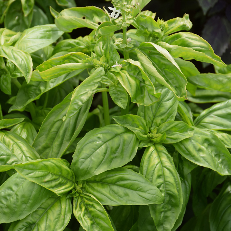 HERB BASIL GENOVESE 3.5"