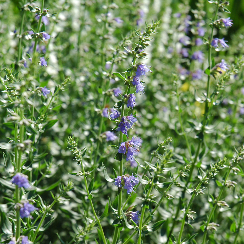 HERB HYSSOP 3.5"