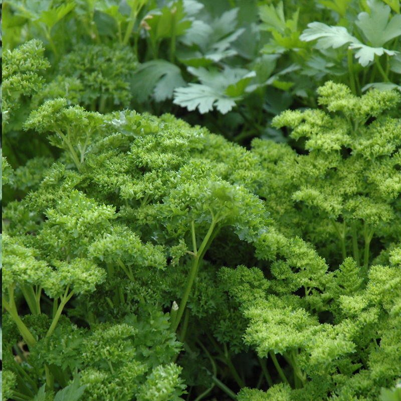 HERB PARSLEY CURLY 3.5"