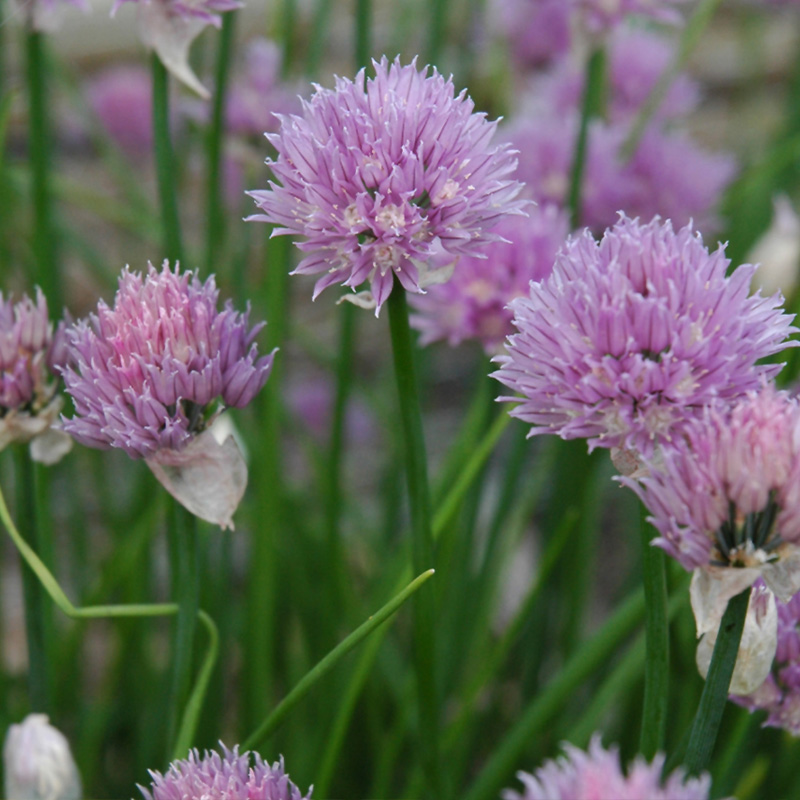 HERB CHIVES 3.5"
