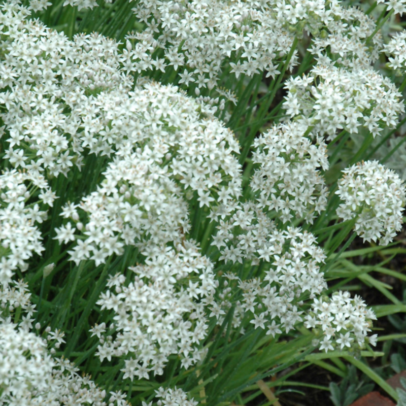 HERB CHIVES GARLIC 3.5"