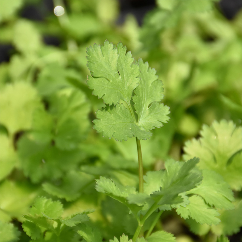 HERB CILANTRO 3.5"