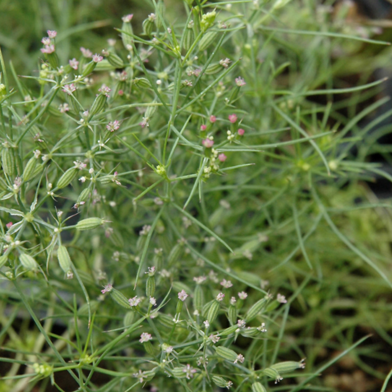 HERB CUMIN 3.5"
