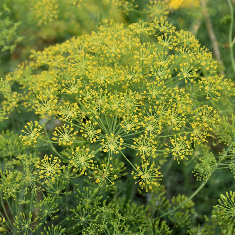 HERB DILL 3.5"