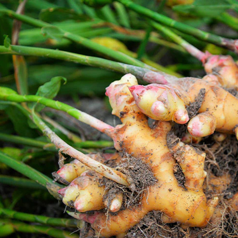 HERB GINGER 3.5"