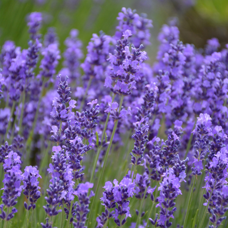 HERB LAVENDER HIDCOTE ORG 3.5"