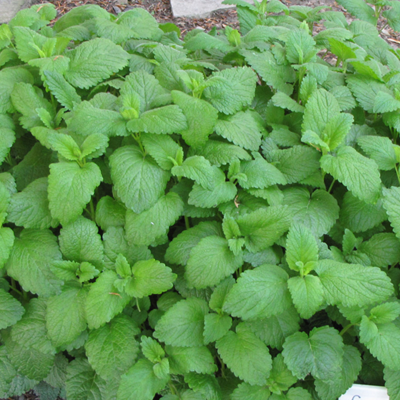 HERB LEMON BALM ORG 3.5"