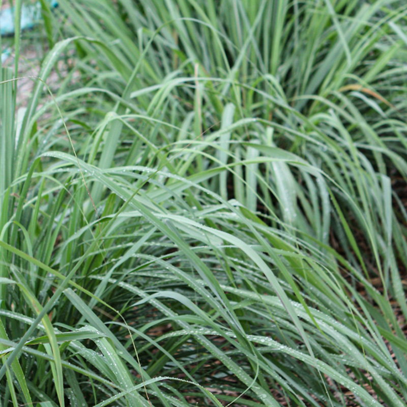 HERB LEMON GRASS ORG 3.5"