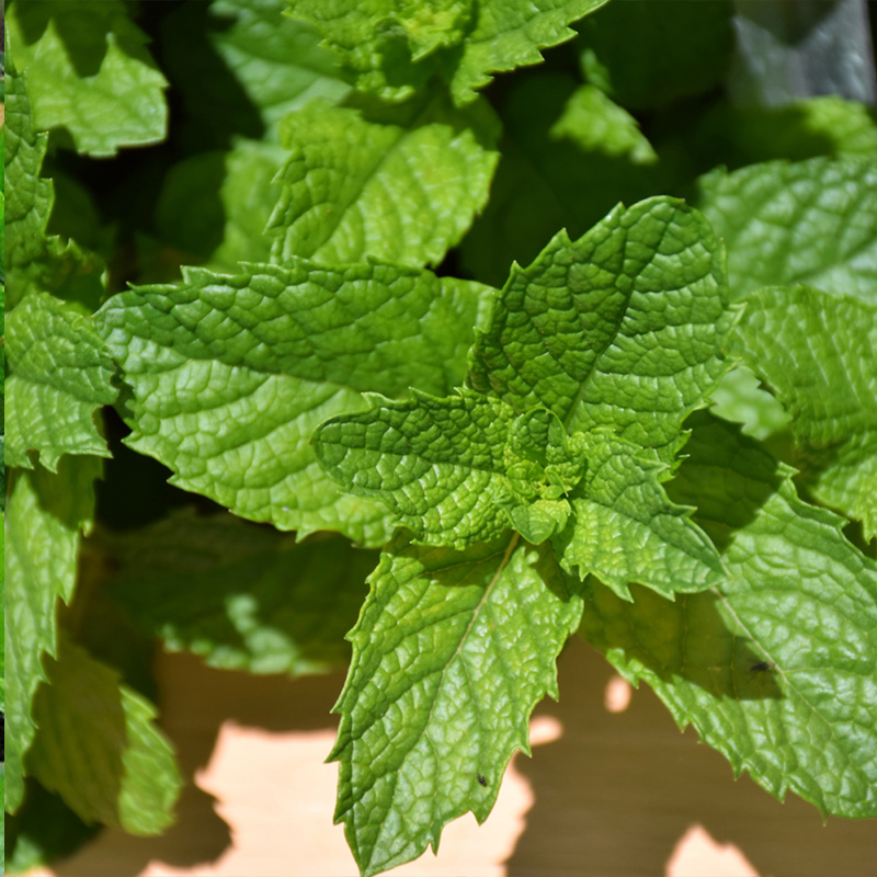 HERB MINT MOJITO ORG 3.5"