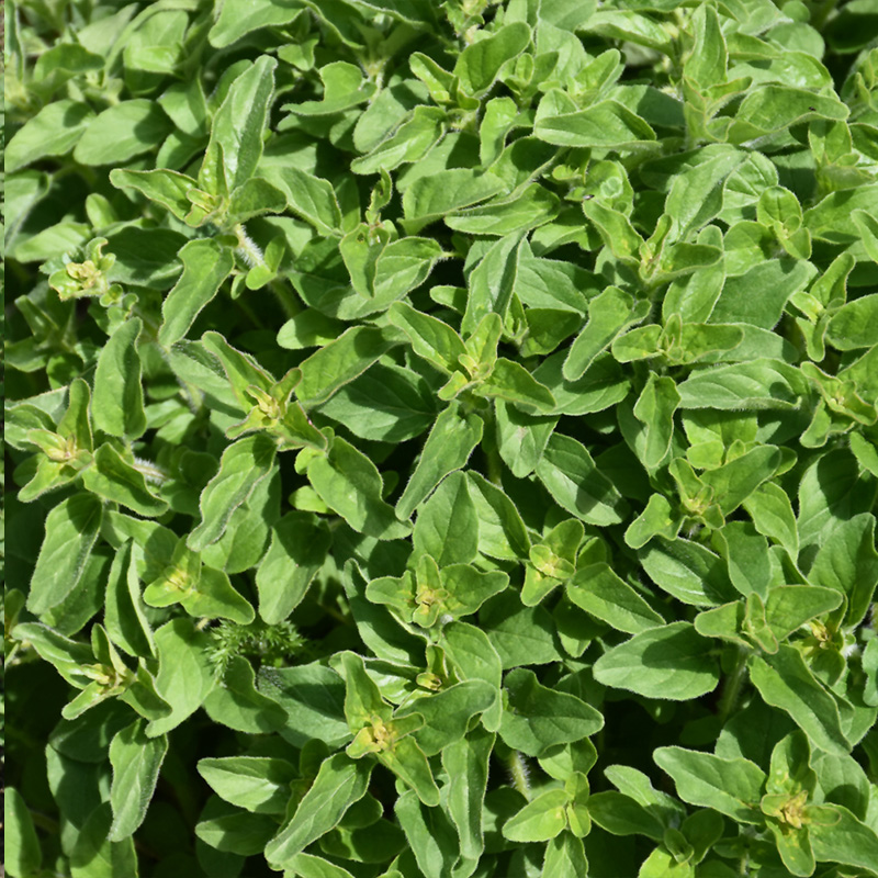 HERB OREGANO GREEK ORG 3.5"