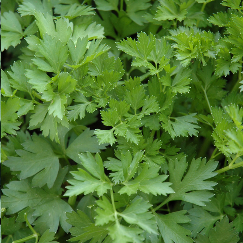 HERB PARSLEY ITALIAN ORG 3.5"