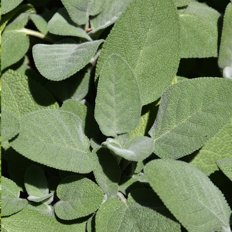 HERB SAGE ORG 3.5"