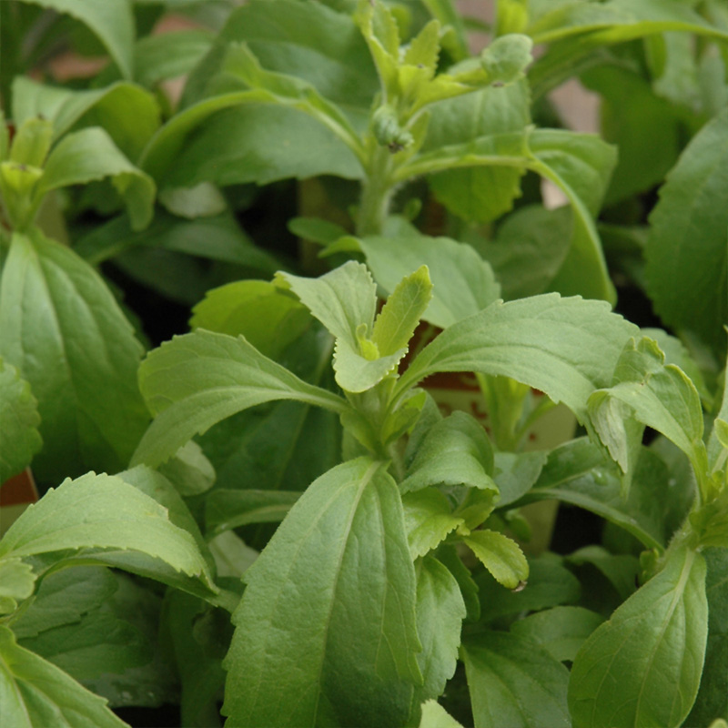 HERB STEVIA ORG 3.5"