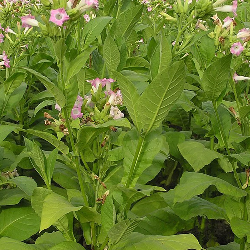 HERB TOBACCO SHIRAZI ORG 3.5"
