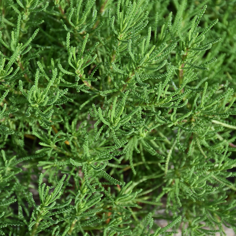 HERB SANTOLINA GREEN VIRENS 4"
