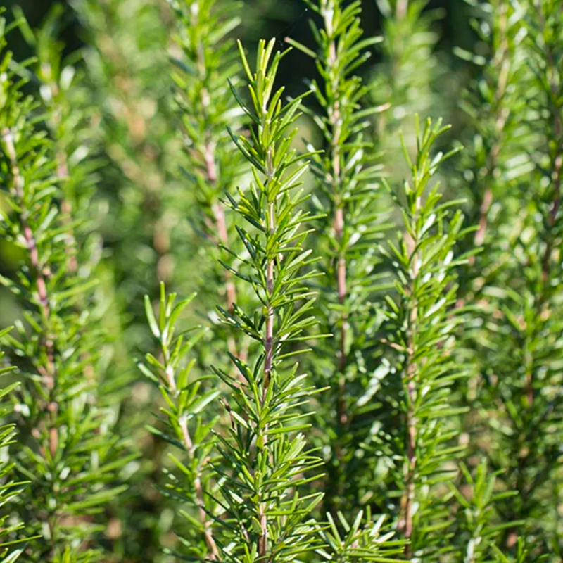 HERB ROSEMARY BBQ ORGANIC QT