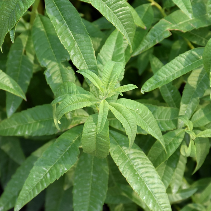 HERB LEMON VERBENA ORG 3.5"