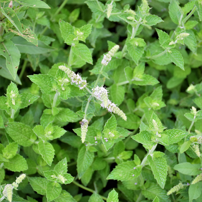 HERB MINT KENTUCKY COL ORG 3.5"