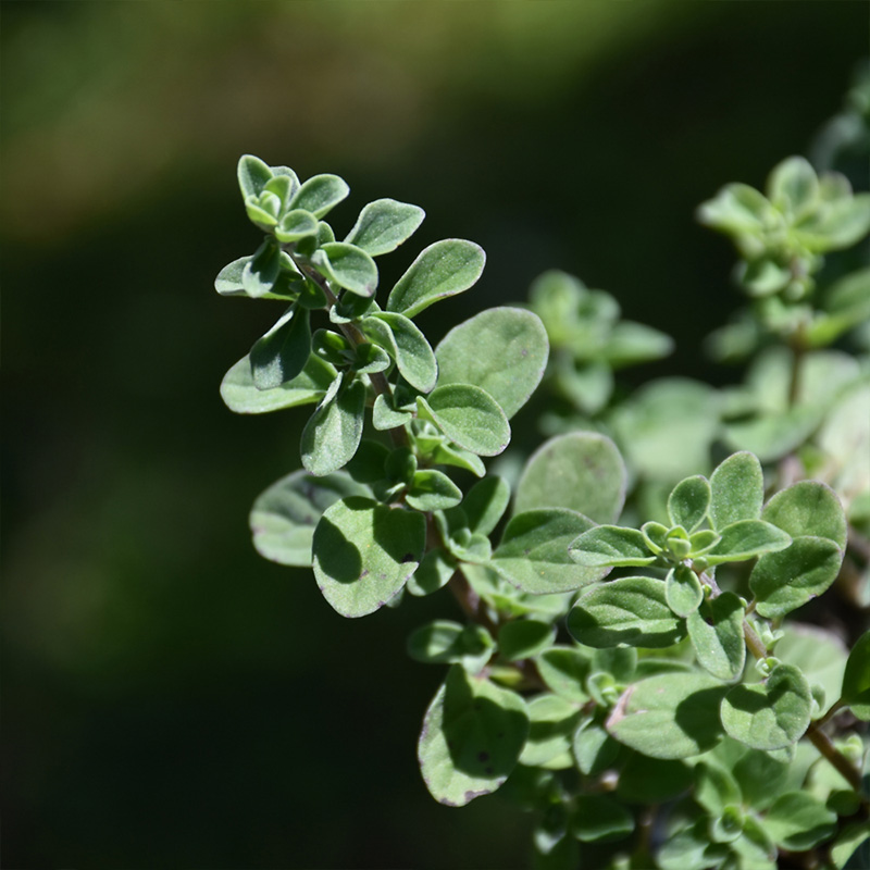 HERB MARJORAM SWEET ORG 3.5"
