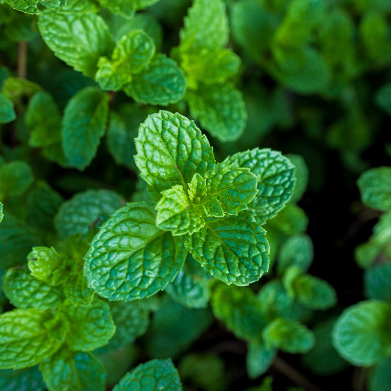 HERB PEPPERMINT VARI ORG 3.5"