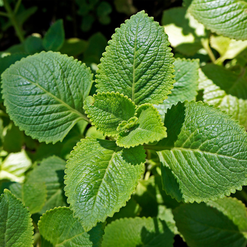 HERB OREGANO MEXICAN ORG 3.5"
