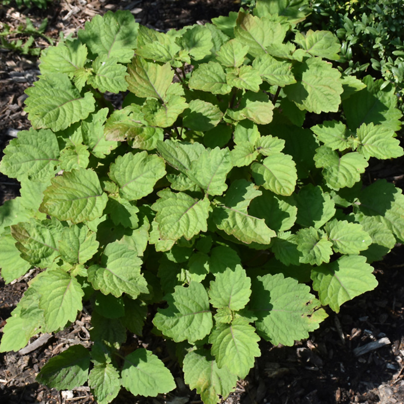 HERB PATCHOULI ORG 3.5"