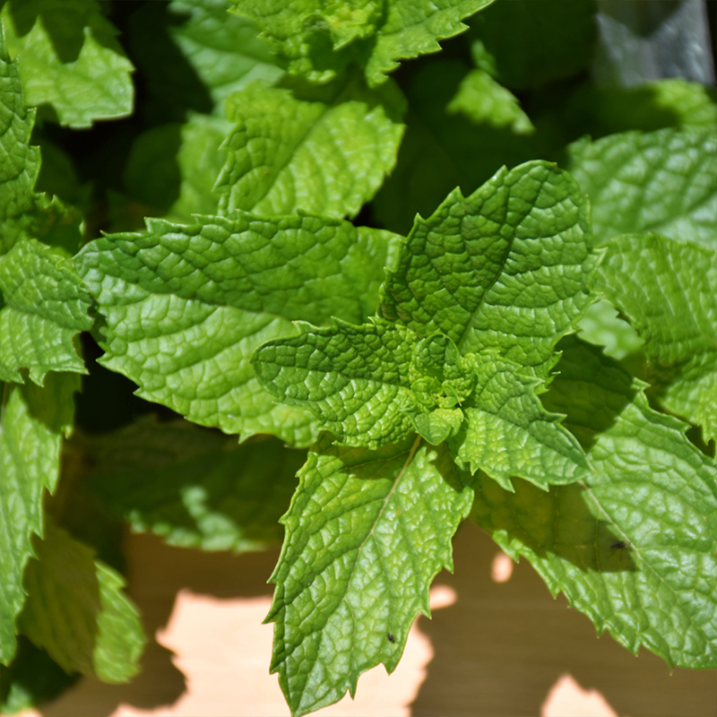 HERB MINT MOJITO ORGANIC QT