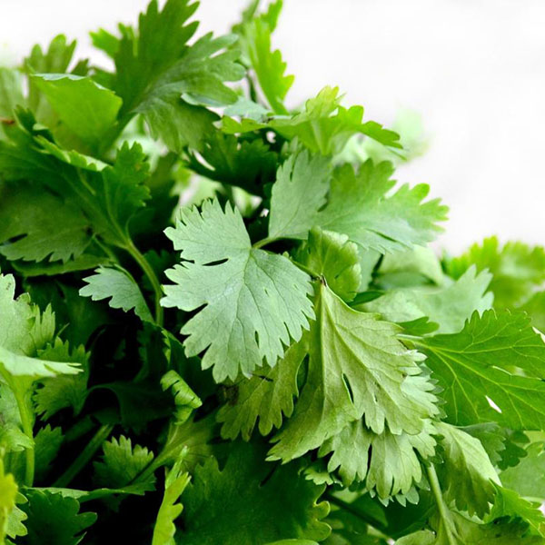 HERB CILANTRO SANTO ORGANIC QT