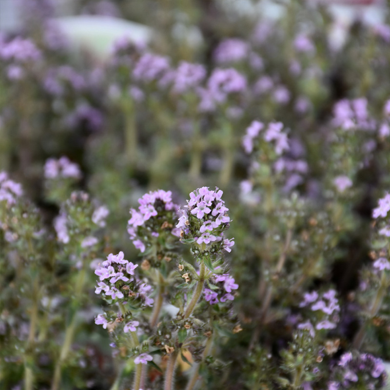 HERB THYME SPICY ORANGE 4"