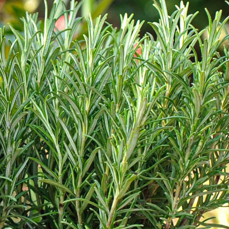 HERB ROSEMARY FOXTAIL QT