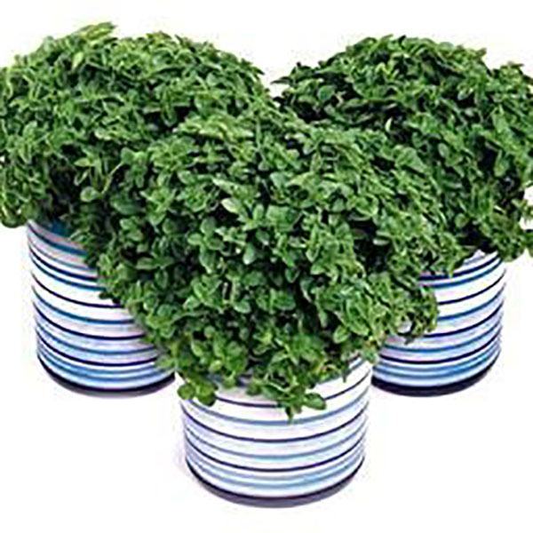 HERB OREGANO GREEK ORGANIC QT