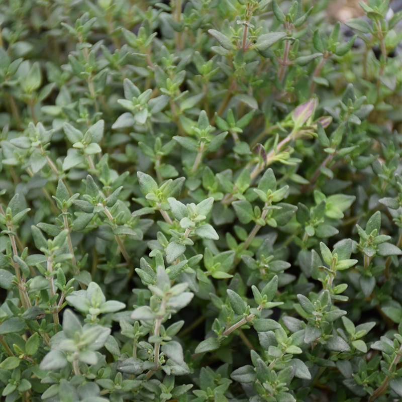 HERB THYME ENGLISH ORGANIC QT