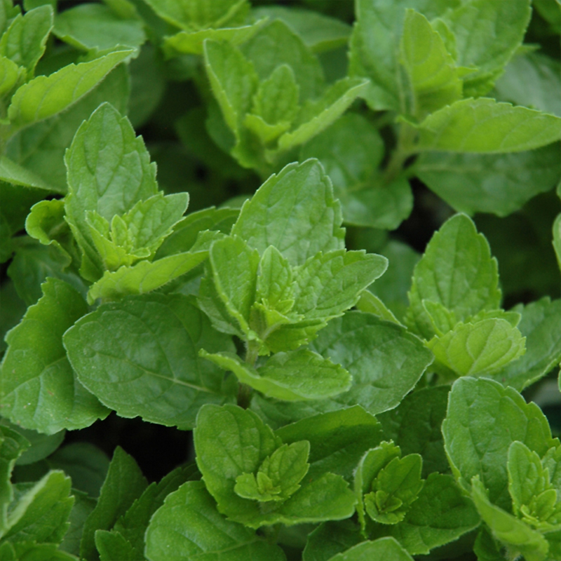 HERB MINT SPEARMINT ORGANIC QT