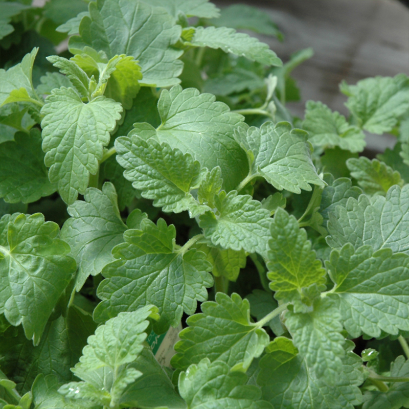 HERB CATNIP ORGANIC QT