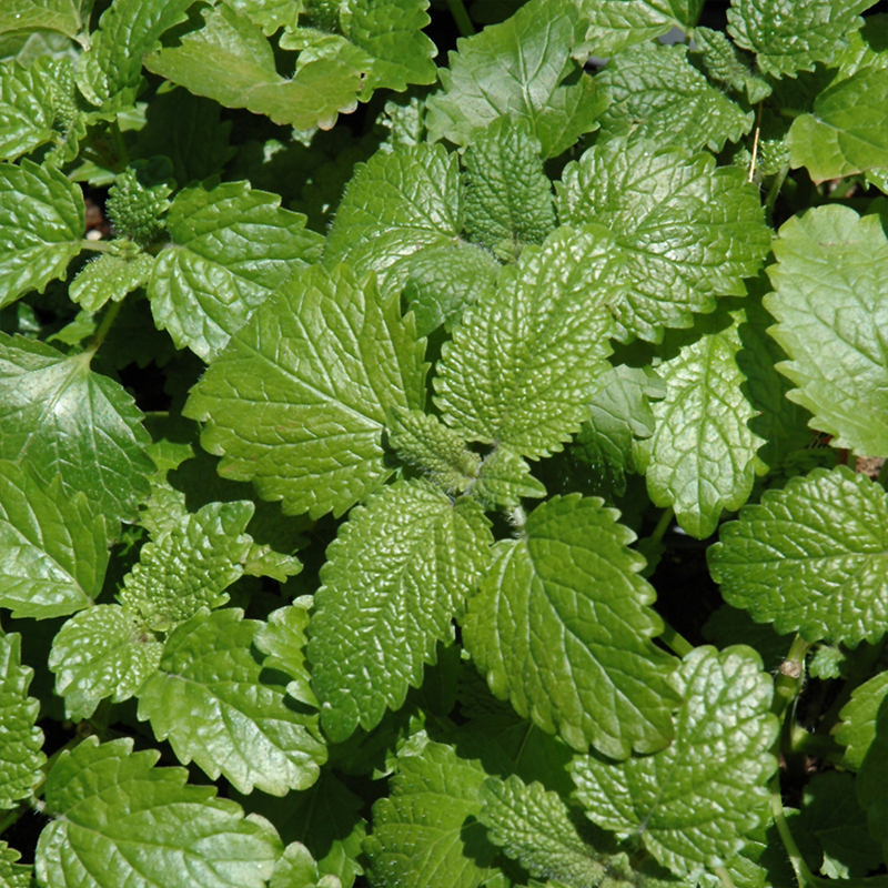 HERB LEMON BALM ORG QT