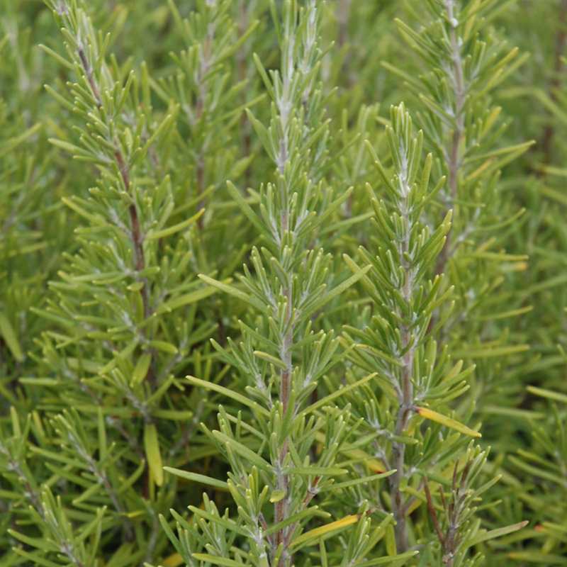 HERB ROSEMARY UPRIGHT ORG QT