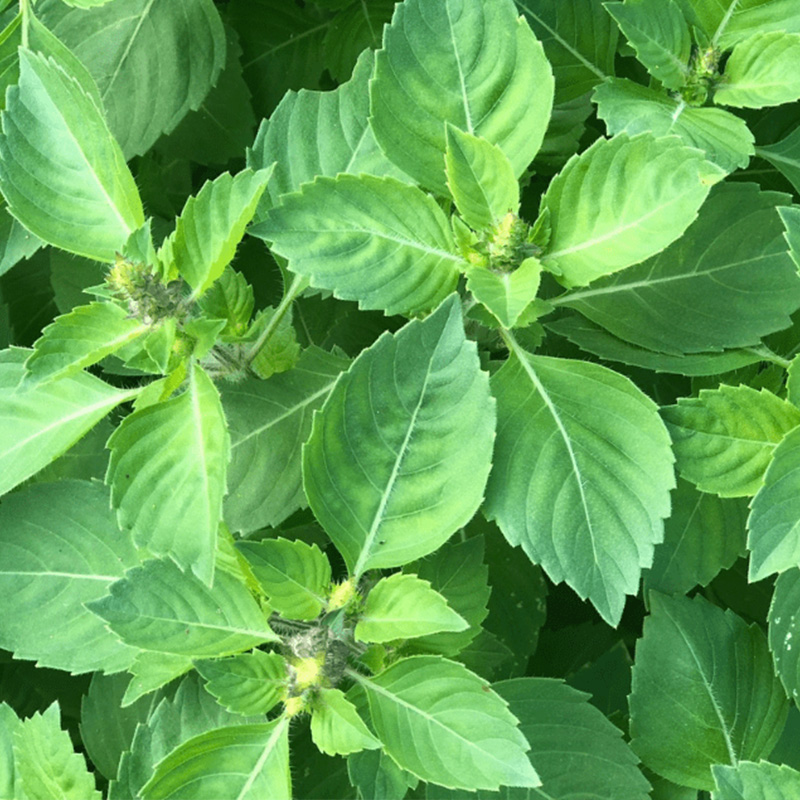 HERB TULSI HOLY BASIL 3.5"