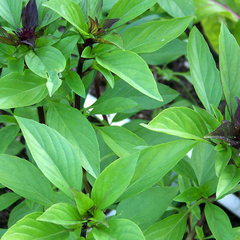 HERB THAI BASIL 3.5"